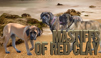 Mastiffs of Red Clay