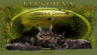 Llysgwyn